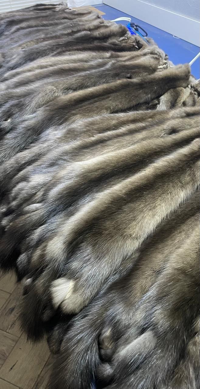Premium Russian Barguzin Sable Pelts – Custom Selection Available - Image 3